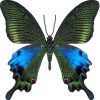 Papilio hoppo