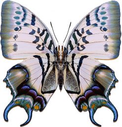 Polyura dehanni