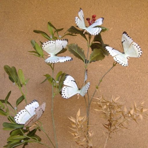 Morpho catenaria