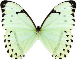 Morpho catenaria