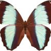 Morpho achilles fagardii