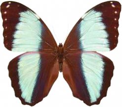 Morpho achilles fagardii