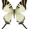 Graphium antiphates Balius