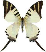 Graphium antiphates Balius