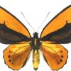 Ornithoptera croesus lydius