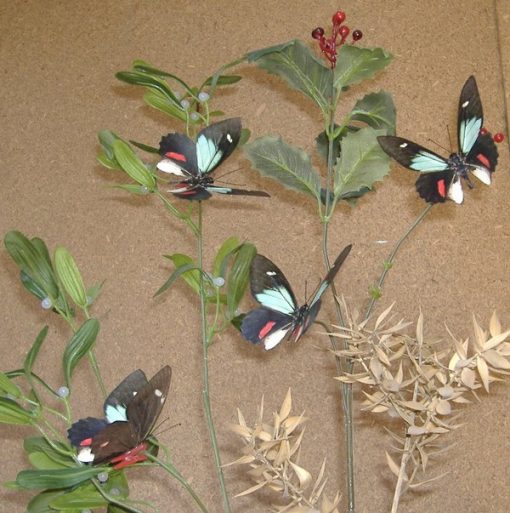 Parides childrenae childrenae