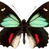Parides childrenae childrenae