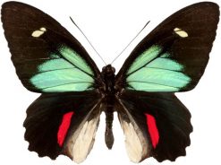 Parides childrenae childrenae