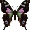 Graphium weiskei