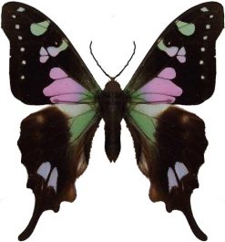 Graphium weiskei