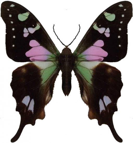 Graphium weiskei