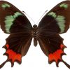 Parides gundlachianus