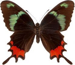 Parides gundlachianus