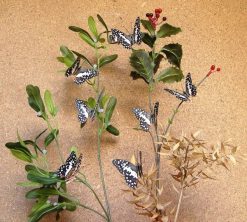 Papilio demoleus