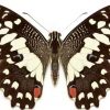 Papilio demoleus