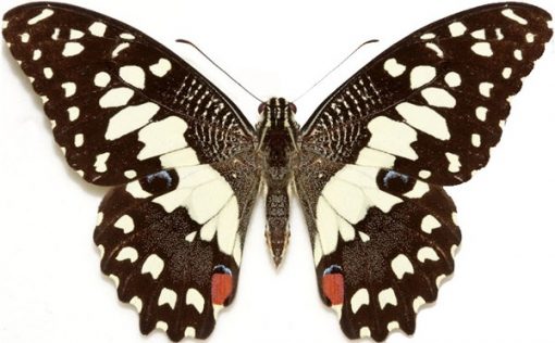 Papilio demoleus