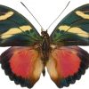 Euphaedra zaddacchi