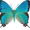 Evenus regalis maschio