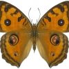 Junonia almana battana