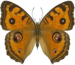 Junonia almana battana