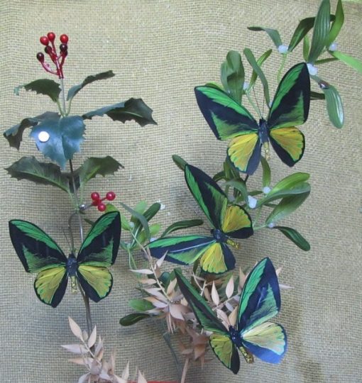 Ornithoptera goliath joycei