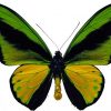 Ornithoptera goliath joycei