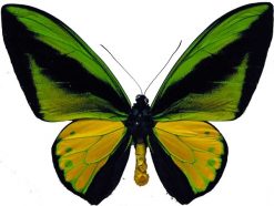 Ornithoptera goliath joycei