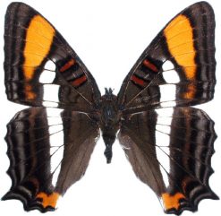 Adelpha diocles creton