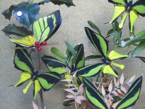 Ornithoptera meridionalis