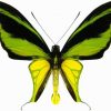 Ornithoptera meridionalis