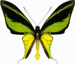 Ornithoptera meridionalis