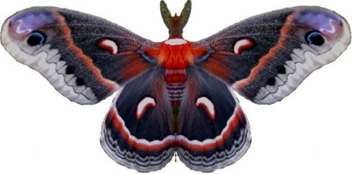 Hyalophora Cecropia