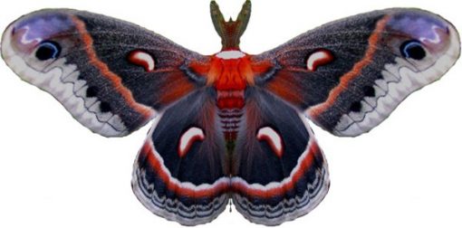 Hyalophora Cecropia