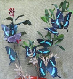 Papilio crino