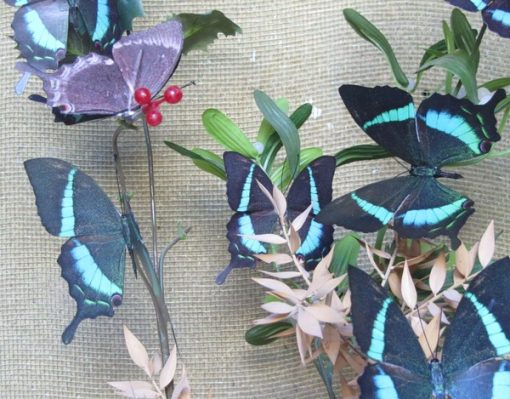 Papilio crino