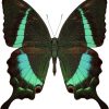 Papilio crino
