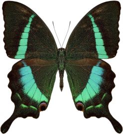 Papilio crino