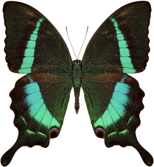 Papilio crino