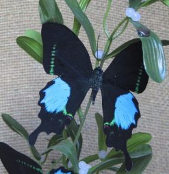 Papilio paris tamilana