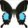 Papilio paris tamilana