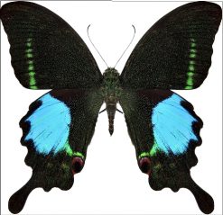 Papilio paris tamilana