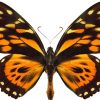 Papilio zagreus