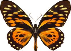 Papilio zagreus