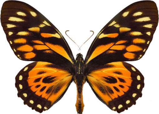 Papilio zagreus