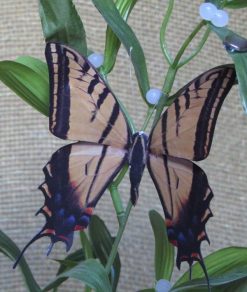 Papilio multicaudata