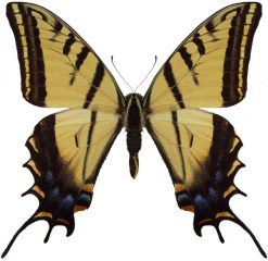 Papilio multicaudata