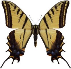 Papilio multicaudata