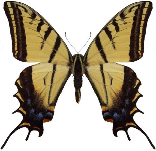 Papilio multicaudata