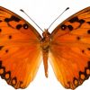 Agraulis vanillae2