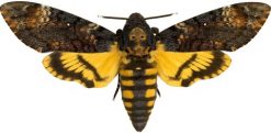 Acherontia  Atropos